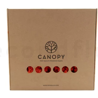 Preserved Reindeer Moss Orange (Box)
