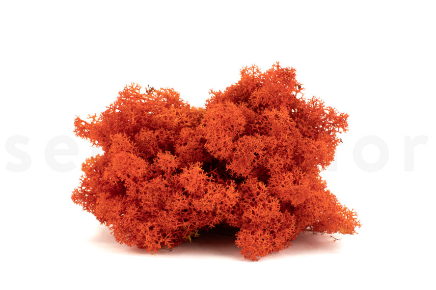 Preserved Reindeer Moss - Box 1 kg - Orange