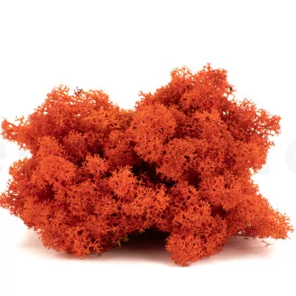 Preserved Reindeer Moss Orange (Box)