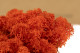 Preserved Reindeer Moss - Box 1 kg - Orange 3