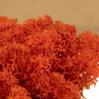 Preserved Reindeer Moss Orange (Box)