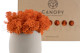 Preserved Reindeer Moss - Box 1 kg - Orange 4