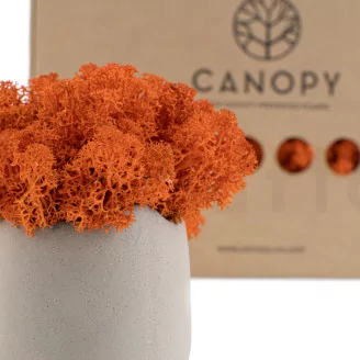 Preserved Reindeer Moss Orange (Box)