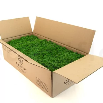Preserved Reindeer Moss Nature Green (Bulk Box)
