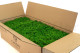 Preserved Reindeer Moss Nature Green (Bulk Box) 3