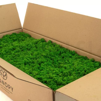 Preserved Reindeer Moss Nature Green (Bulk Box)