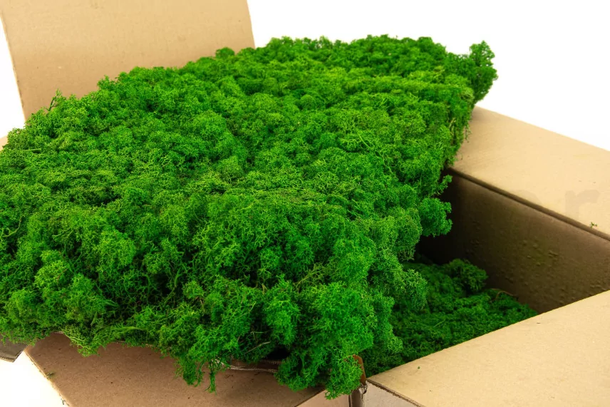 Preserved Reindeer Moss Nature Green (Bulk Box)