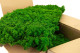 Preserved Reindeer Moss Nature Green (Bulk Box) 1