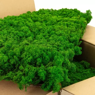 Preserved Reindeer Moss Nature Green (Bulk Box)