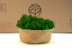 Preserved Reindeer Moss Nature Green (Bulk Box) 7