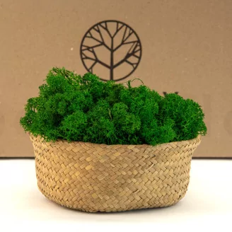Preserved Reindeer Moss Nature Green (Bulk Box)