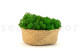 Preserved Reindeer Moss Nature Green (Bulk Box) 5