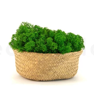 Preserved Reindeer Moss Nature Green (Bulk Box)