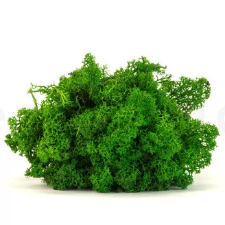 Preserved Reindeer Moss Nature Green (Bulk Box)