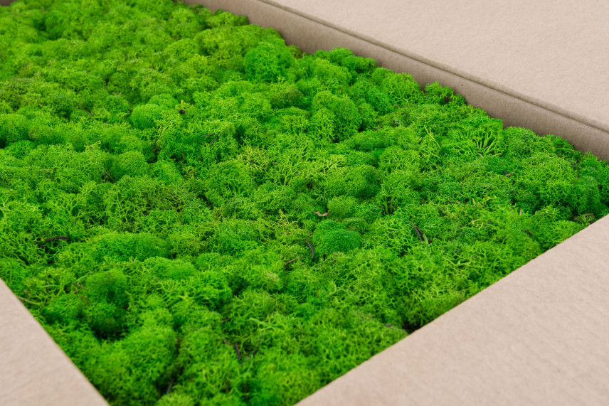 Preserved Reindeer Moss - Box 5 kg - Light Green