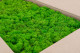 Preserved Reindeer Moss - Box 5 kg - Light Green 1