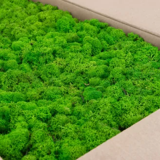 Preserved Reindeer Moss Light Green (Bulk Box)