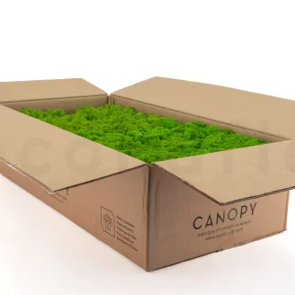 Preserved Reindeer Moss Light Green (Bulk Box)