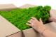 Preserved Reindeer Moss - Box 5 kg - Light Green 6