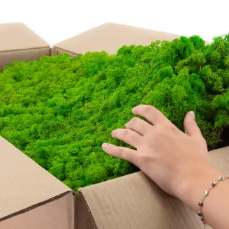 Preserved Reindeer Moss Light Green (Bulk Box)