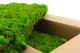 Preserved Reindeer Moss - Box 5 kg - Light Green 3