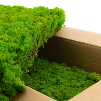 Preserved Reindeer Moss Light Green (Bulk Box)