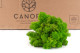 Preserved Reindeer Moss - Box 5 kg - Light Green 7