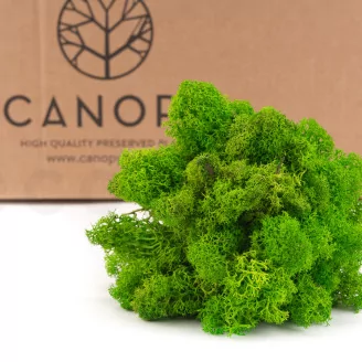 Preserved Reindeer Moss Light Green (Bulk Box)