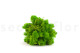 Preserved Reindeer Moss - Box 5 kg - Light Green 5