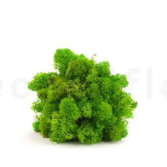 Preserved Reindeer Moss Light Green (Bulk Box)