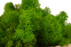 Preserved Reindeer Moss - Box 5 kg - Light Green 8