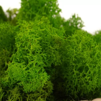 Preserved Reindeer Moss Light Green (Bulk Box)