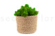 Preserved Reindeer Moss - Box 5 kg - Light Green 9