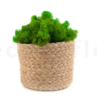 Preserved Reindeer Moss Light Green (Bulk Box)