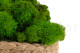 Preserved Reindeer Moss - Box 5 kg - Light Green 10