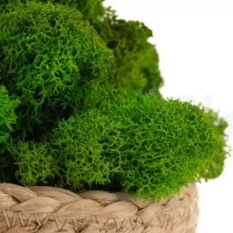 Preserved Reindeer Moss Light Green (Bulk Box)