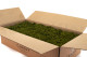 Preserved Reindeer Moss - Box 5 kg - Medium Green 3