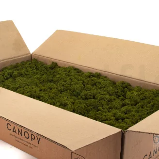 Preserved Reindeer Moss Medium Green (Bulk Box)