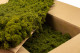 Preserved Reindeer Moss - Box 5 kg - Medium Green 1