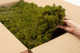 Preserved Reindeer Moss - Box 5 kg - Medium Green 7