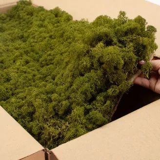 Preserved Reindeer Moss Medium Green (Bulk Box)