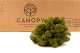 Preserved Reindeer Moss Medium Green (Bulk Box) 6