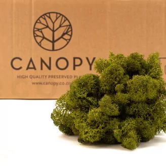 Preserved Reindeer Moss Medium Green (Bulk Box)