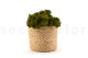 Preserved Reindeer Moss - Box 5 kg - Medium Green 5