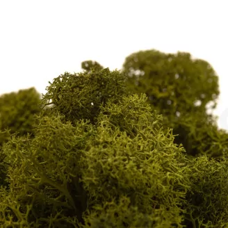 Preserved Reindeer Moss Medium Green (Bulk Box)