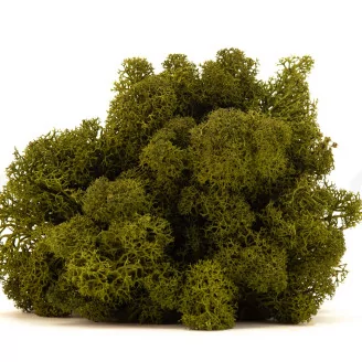 Preserved Reindeer Moss Medium Green (Bulk Box)