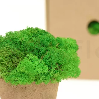 Preserved Reindeer Moss Light Green (Box)
