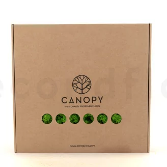 Preserved Reindeer Moss Light Green (Box)
