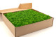 Preserved Reindeer Moss - Box 1 kg - Light Green 3