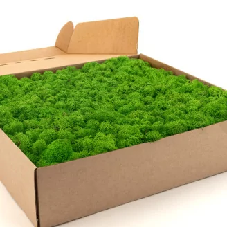 Preserved Reindeer Moss Light Green (Box)